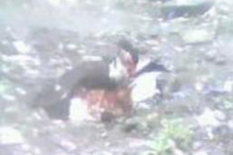 Bebek Jantan milik Stefanus Billy warga Pasar Baru Kefamenanu yang sedang menindih ayam betina milik tetangganya
