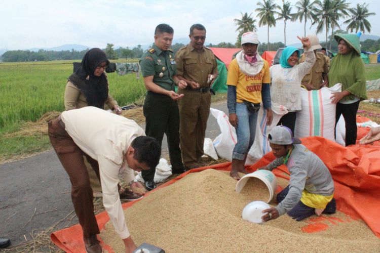 Ilustrasi: Petani menjemur gabah.