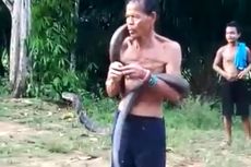 Pawang yang Digigit King Kobra Disebut Lakukan Ritual Jinakkan Ular, Bukan Atraksi