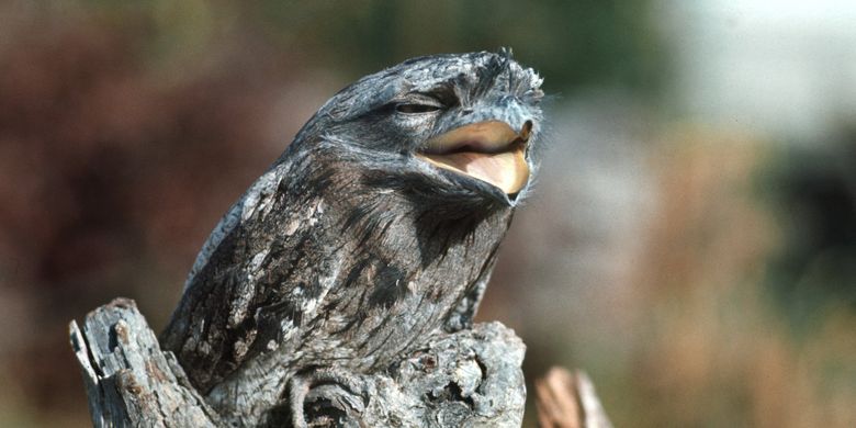 Frogmouth Jadi Burung Paling Instagrammable Menurut Sains Apa Alasannya Halaman All Kompas Com