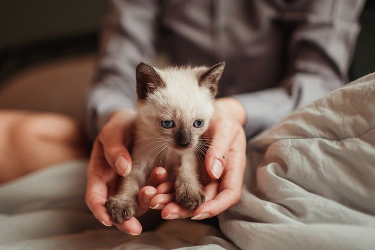 Berat badan anak kucing juga merupakan hal lain yang perlu diperhatikan jika mencari cara merawat anak kucing baru lahir.