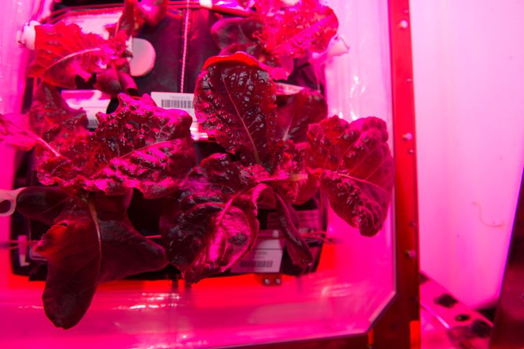Untuk pertama kalinya, astronot NASA memanen lobak di stasiun luar angkasa