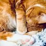 5 Alasan Kucing Menutup Wajahnya Ketika Tidur