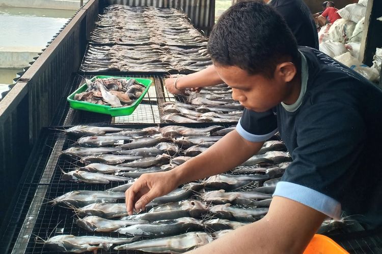 llustrasi proses penjemuran ikan setelah dibersihkan di Si Pujuk Farm.