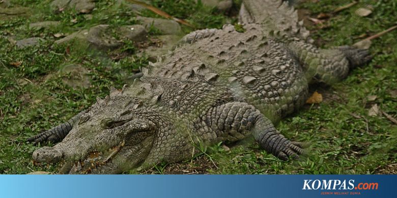 [POPULER INTERNASIONAL] Bocah 11 Tahun Cungkil Mata Buaya | Pria Berjongkok Dengarkan Pasangan Berhubungan Seks