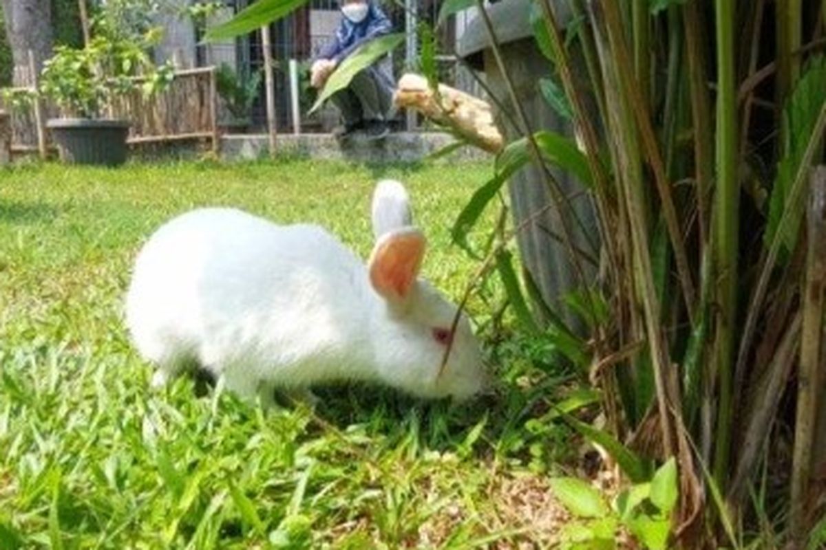 Salah satu kelinci di Taman Kelinci Bambu Apus