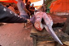 Ikan Marlin Jadi Ikon Kabupaten Pesisir Barat, Legenda Nelayan Ditarik Ikan Semalaman