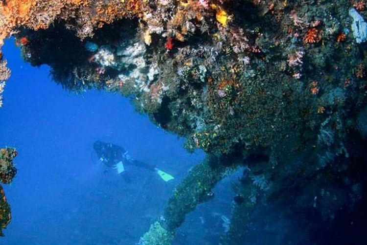 Terumbu karang tampak menutupi sejumlah besar bagian luar kapal Mawali yang terdampar di dasar laut perairan Selat Lembeh.