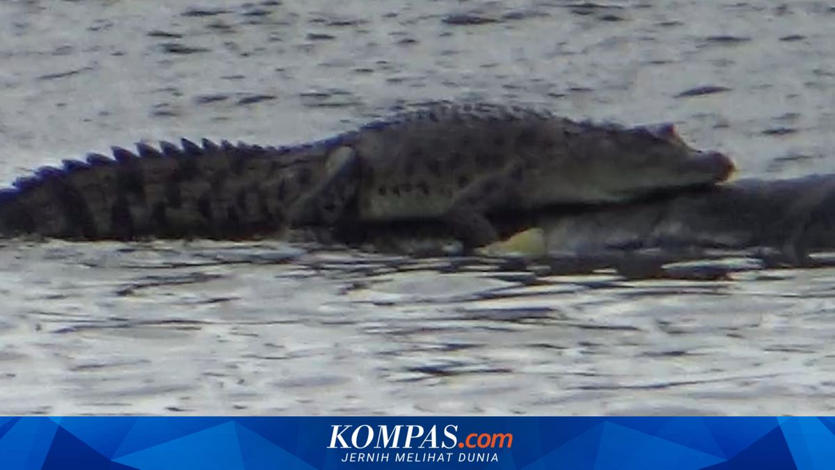 Hari Kelima Pencarian Pemancing Hilang di Kubu Raya, Polisi Imbau Warga Waspadai Buaya