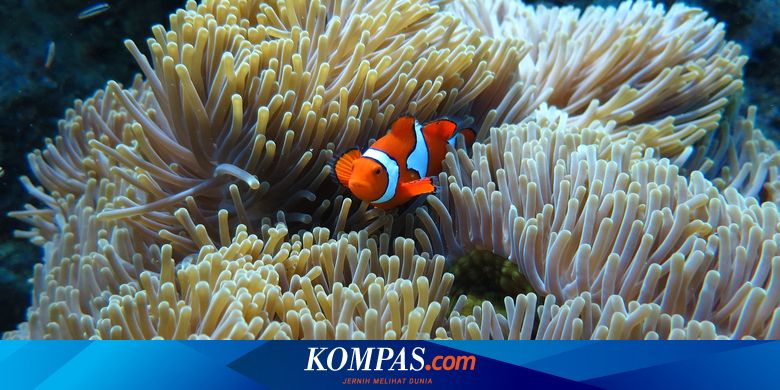 86+ Ikan Dokter Adalah Ikan Air Laut Asli Indonesia HD Terbaru