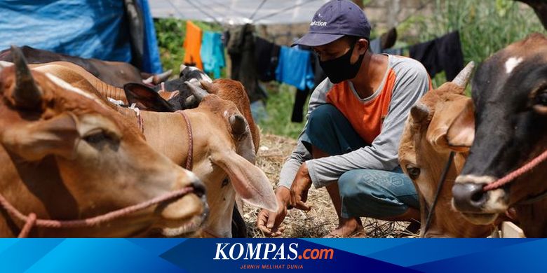 Hati-hati Beli Hewan Kurban, Perawakan Besar Belum Tentu Cukup Umur - Vimarsana News