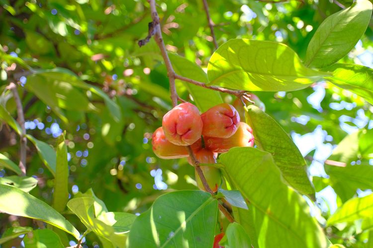 Ilustrasi tanaman jambu air. 