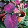 5 Hal yang Menunjukkan Tanaman Caladium Perlu Direpotting