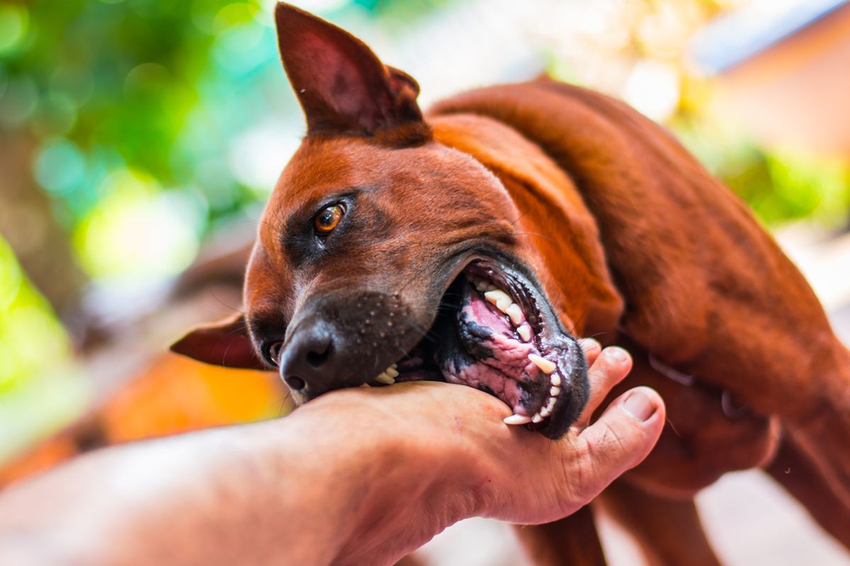 Tidak hanya demam setelah digigit anjing, ada beberapa gejala lainnya yang perlu diwaspadai.