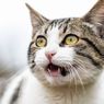 Mengapa Kucing Melingkari Kaki dan Menghalangi Jalan Pemiliknya?