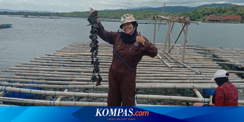Cerita Lulusan Politeknik AUP Kementerian KP Kembangkan Budi Daya Mutiara Beraneka Rupa