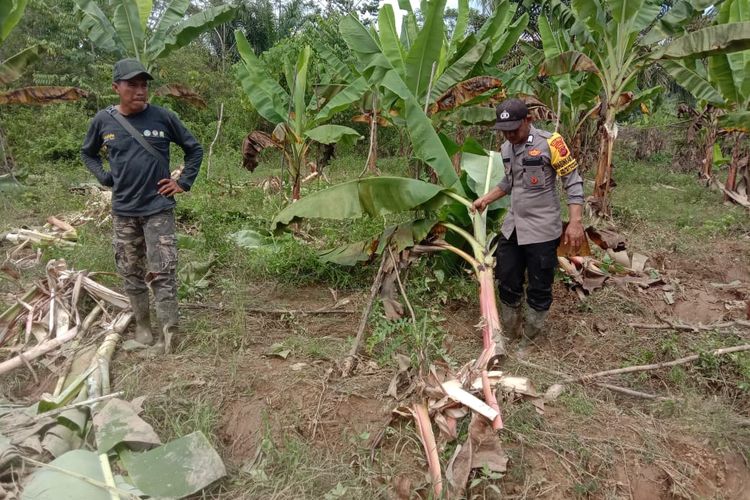 Puluhan gajah liar merusak area perkebunan dan persawahan milik petani di Desa Seumanah Jaya, Kecamatan Ranto Peureulak, Kabupaten Aceh Timur, Provinsi Aceh, Selasa (22/11/2022).