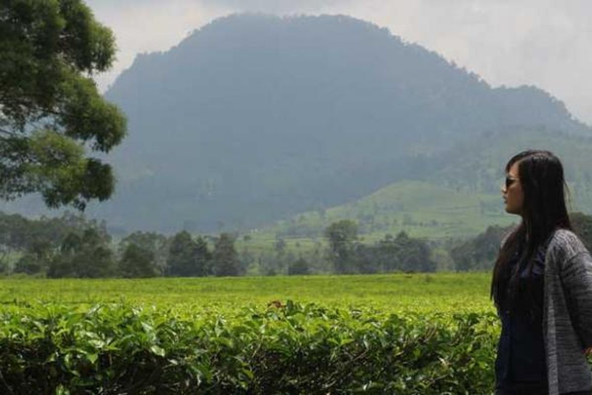 Seorang pengunjung berfoto di dengan latar pohon teh sejauh mata memandang di Kebun Teh Malabar, Pangalengan, Jawa Barat.