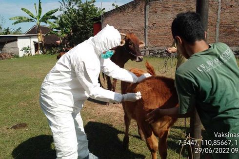 Pemkot Solo Terima 100 Dosis Vaksin PMK, Disalurkan Bertahap