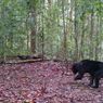 Wehea-Kelay Kaltim Jadi Rumah Satwa Langka yang Terancam Punah
