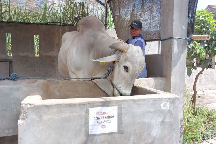 Sapi yang dibeli Presiden Prabowo Subianto di Kecamatan Plosoklaten, Kabupaten Kediri, Jawa Timur.