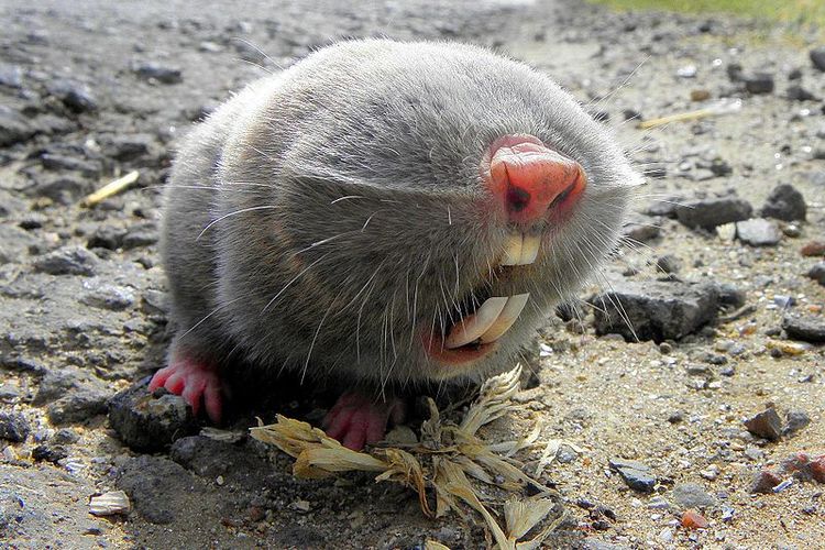 Tikus tanah buta adalah fauna endemik wilayah paleartik