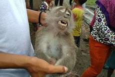 Cerita di Balik Monyet yang Ditembak Mati karena Serang Warga, Dulu Sempat Dipelihara Sebelum Dilepaskan Pemiliknya