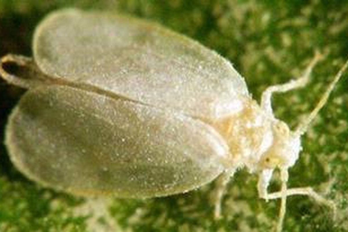 Hama lalat putih raksasa (Aleurodicus dugesii).