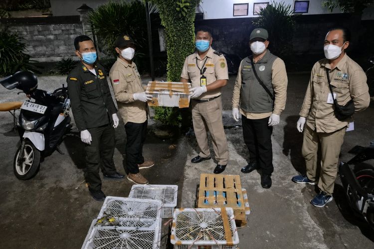 482 Burung Tanpa Dokumen Karantina Digagalkan Masuk Bali, Berisiko Sebarkan Penyakit