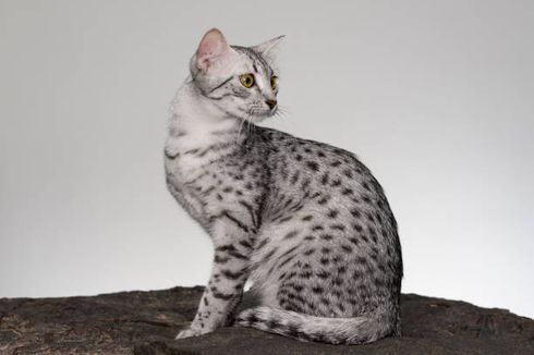 Ras Kucing Egyptian Mau: Karakteristik dan Cara Perawatannya