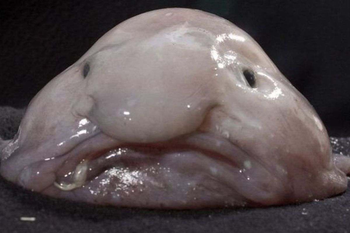 Blobfish sering dijadikan meme karena bentuknya. Namun tidak banyak yang diketahui soal ikan ini.