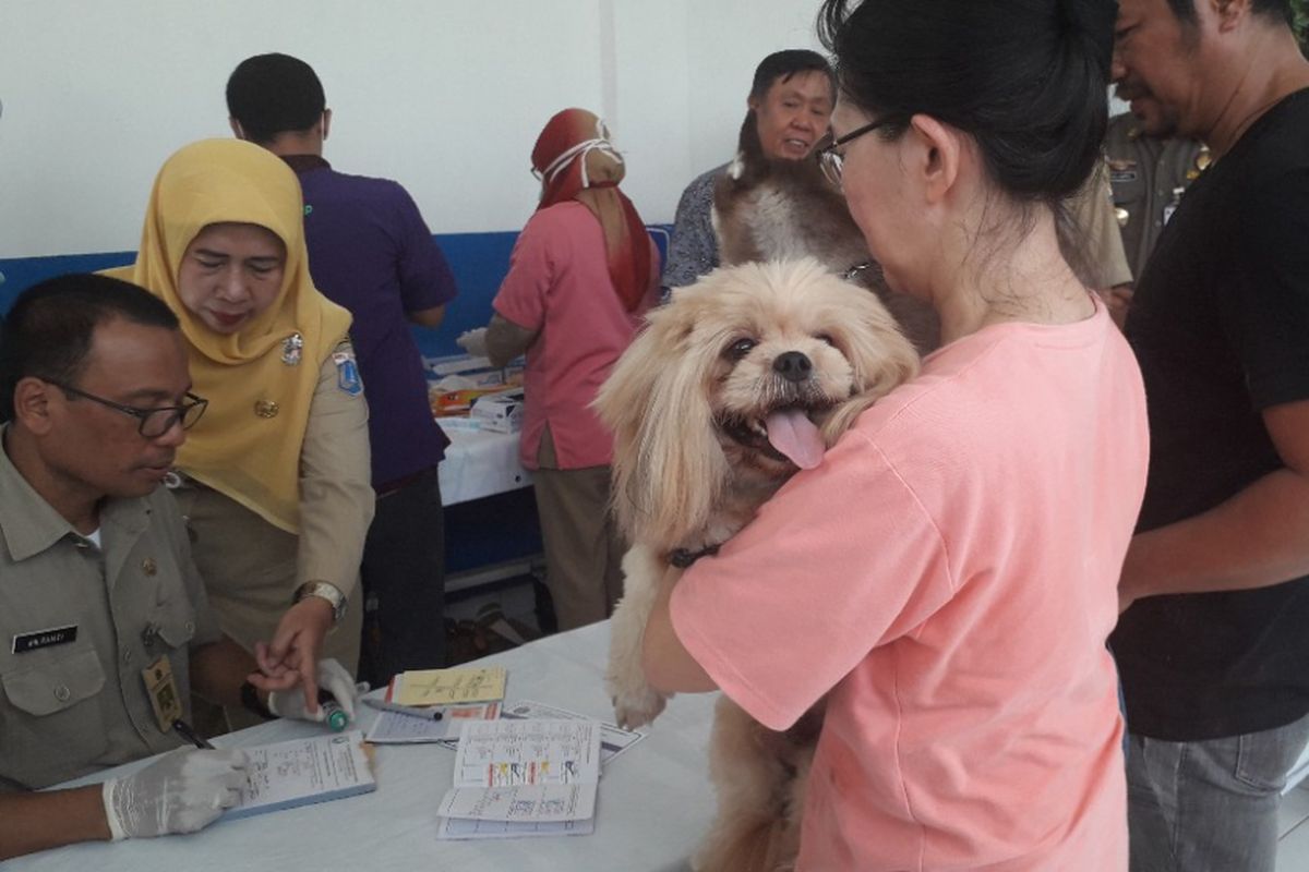 Suasana sosialisasi dan vaksinasi rabies di RW 12 Sukapura, Jakarta Utara, Selasa (8/1/2019).