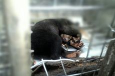 Dipelihara 3 Tahun, 2 Beruang Madu Diserahkan Warga ke BBKSDA Riau