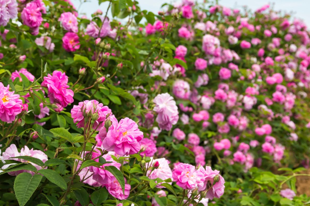 Bunga Bulgarian Damask Rose.