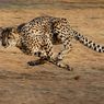 Mengapa Cheetah Dapat Bergerak Sangat Cepat?