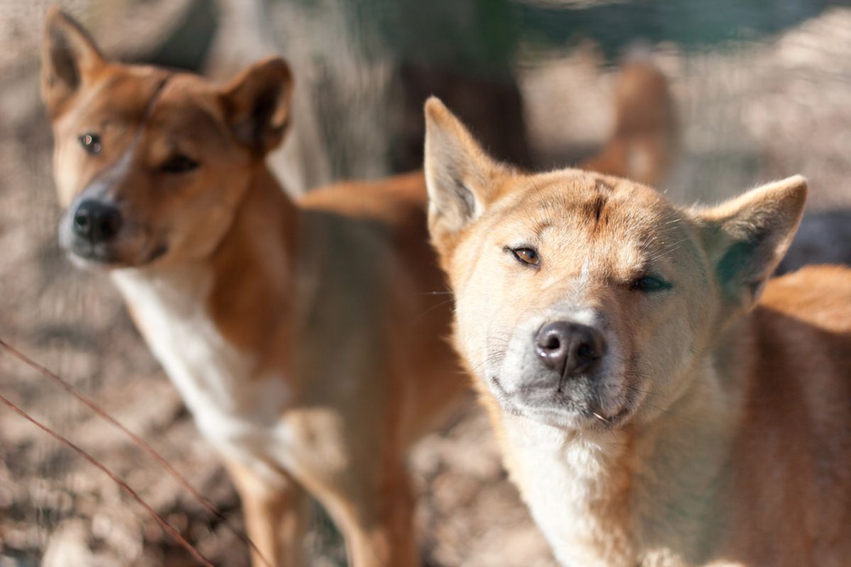 New Guinea Singing Dog atau Anjing Penyanyi Papua. Ilmuwna menemukan spesies anjing dengan suara lolongan yang unik ini masih hidup di alam liar di pedalaman Papua.