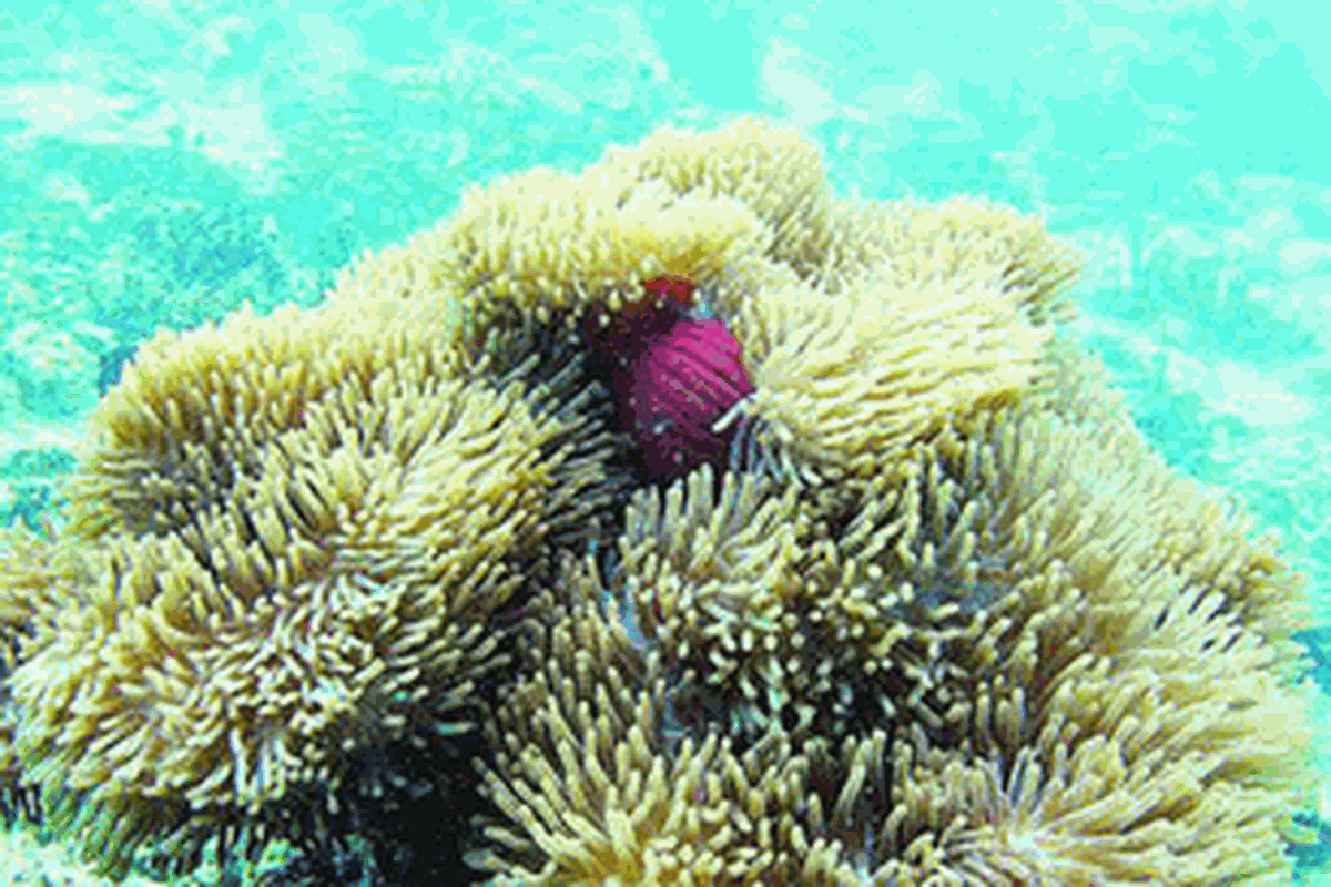 Satu koloni anemon terlihat di perairan Pulau Marak, Nagari Sungai Pinang, Kecamatan Koto XI Tarusan, Kabupaten Pesisir Selatan, Sumatera Barat, Sabtu (21/4/2012), pada kedalaman sekitar 4 meter. Terumbu karang di perairan itu dalam kondisi rusak dan menyebabkan terbatasnya biota laut hidup sekalipun keragaman hayati di daratan pulau relatif tinggi.