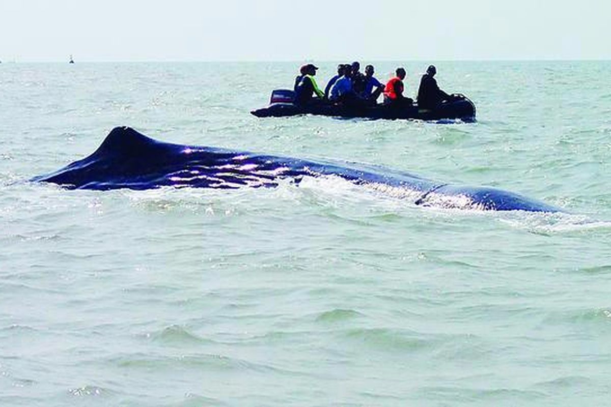 Paus sperm whale yang terdampar di Pantai Tanjungpakis, Karawang, Jawa Barat, ditarik ke tengah laut dan dilepas di kedalaman air 19,8 meter, Sabtu (28/7). Setelah terjebak di kedalaman  air 1,5 meter sejak Rabu lalu, lewat upaya tim relawan gabungan,  akhirnya paus berhasil kembali ke laut lepas sekitar pukul 16.00 wib.