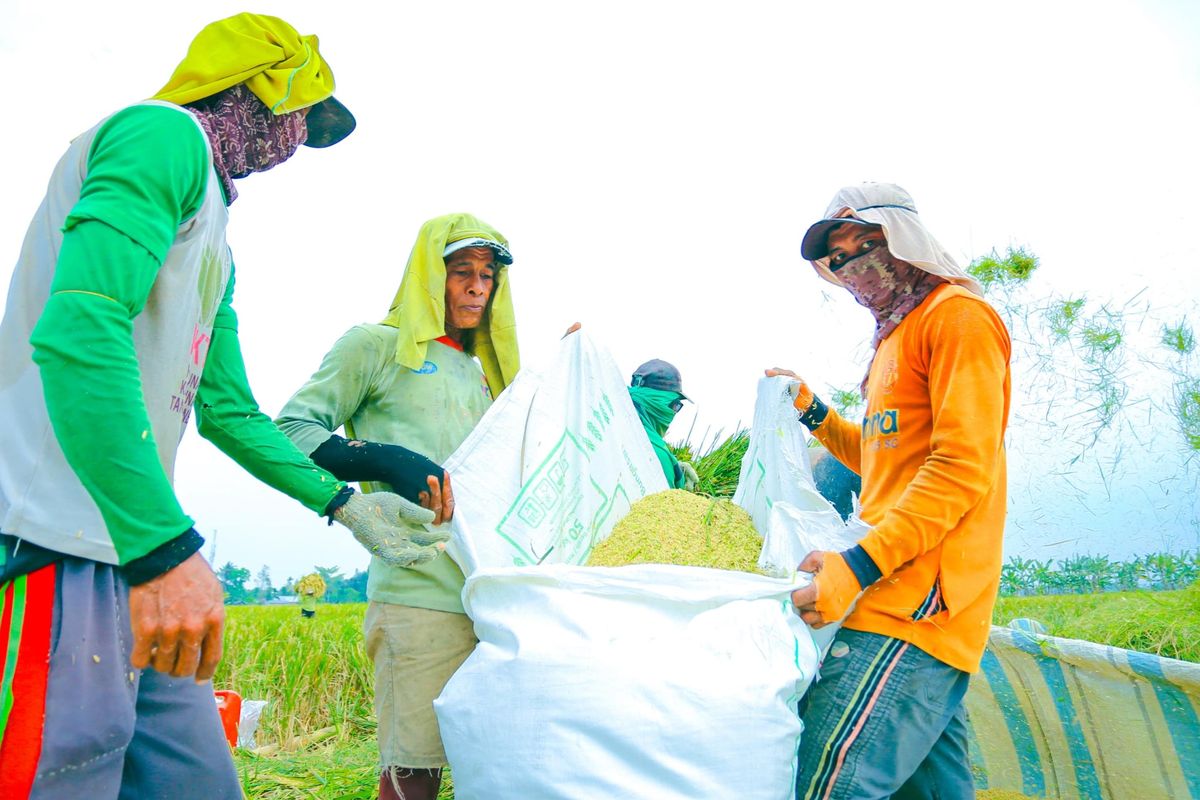 Ilustrasi petani sedang memanen gabah.