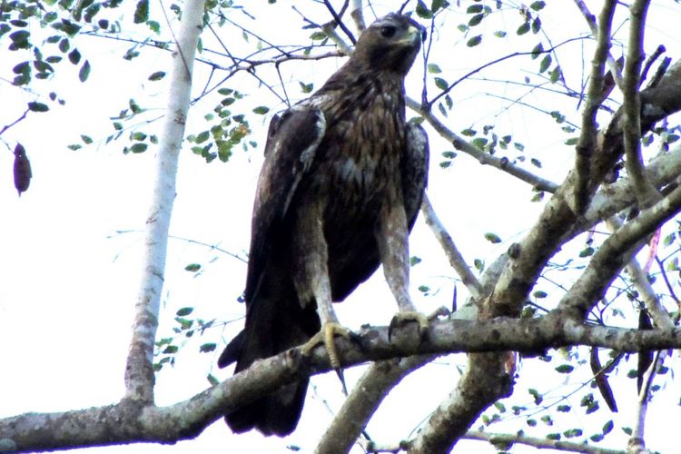 Burung Elang Boneli di kawasan hutan Danau Sano Nggoang, Kecamatan Sano Nggoang, Manggarai Barat, Flores, NTT. (Arsip/ Samuel Rabenak)