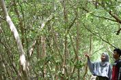 Banyuurip Mangrove Center Gresik: Daya Tarik, Harga Tiket, dan Jam Buka
