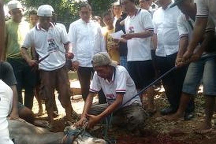 Anas Urbaningrum menyaksikan sapi yang disembelih di kediamannya. Sapi tersebut adalah satu dari 35 sapi yang dikurbankan oleh Perhimpunan Pergerakan Indonesia(PPI), ormas besutan Anas.