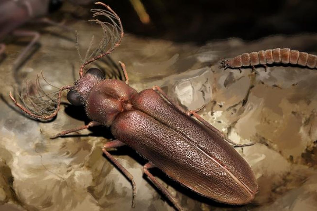 Rekonstruksi kumbang purba, Cretophengodes. Kumbang bercahaya ini menjelajahi hutan tropis Asia Tenggara hampir 100 juta tahun yang lalu selama periode Cretaceous (Zaman Kapur).