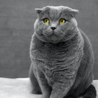 Ilustrasi kucing British shorthair, ilustrasi kucing obesitas atau kucing kegemukan. 