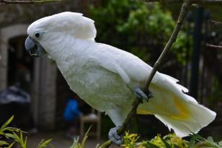 Kakatua putih (Cacatua alba)