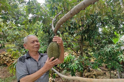 Menilik Kebun Durian Pertama di Pesisir Demak, Buah Terbesar Capai 6,5 Kg