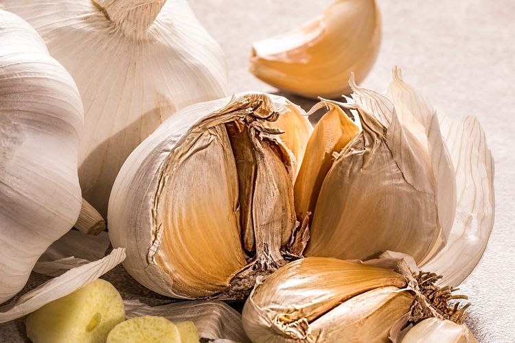 Ilustrasi bawang putih
