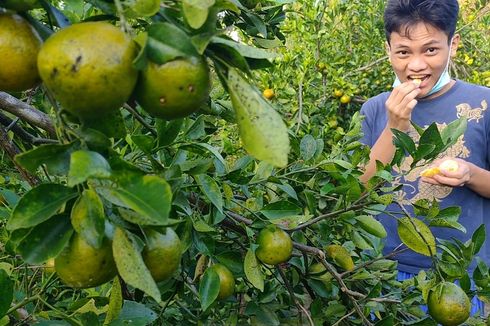 Berburu Buah Jeruk di Ladang Pasir Pinggir Pantai Kulon Progo, Peminat Tinggi meski Pandemi