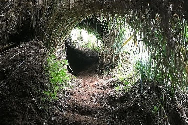 Terowongan Kemin di jalur pendakian Gunung Prau via Igirmranak, Wonosobo, Jawa Tengah.