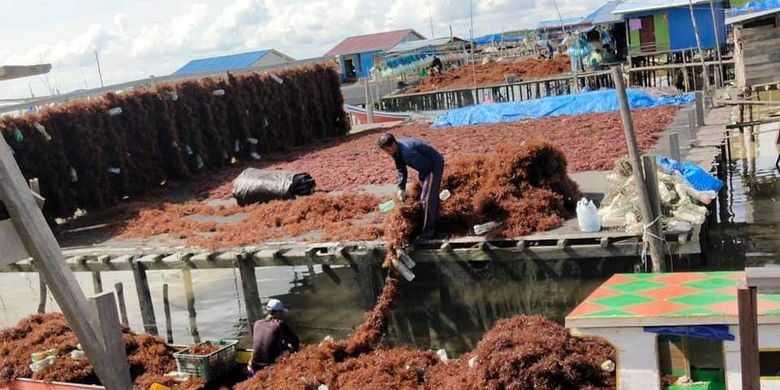 Berita Harian Kisah Pembudidaya Rumput Laut Pertama Di Nunukan Terbaru